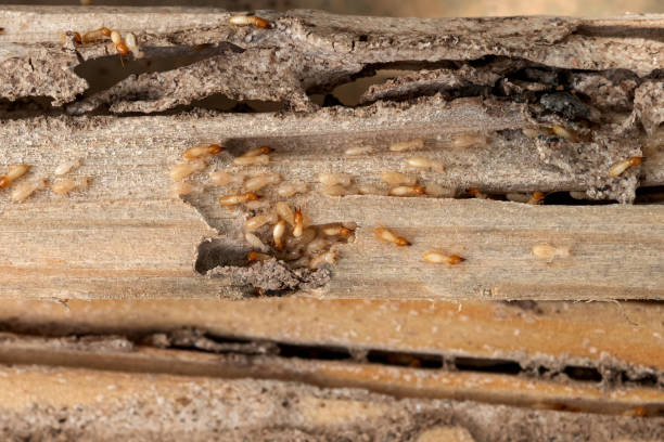 Best Affordable Pest Control Services  in Cascade, ID